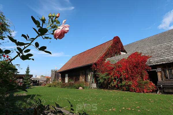 Czerwone Pnącze