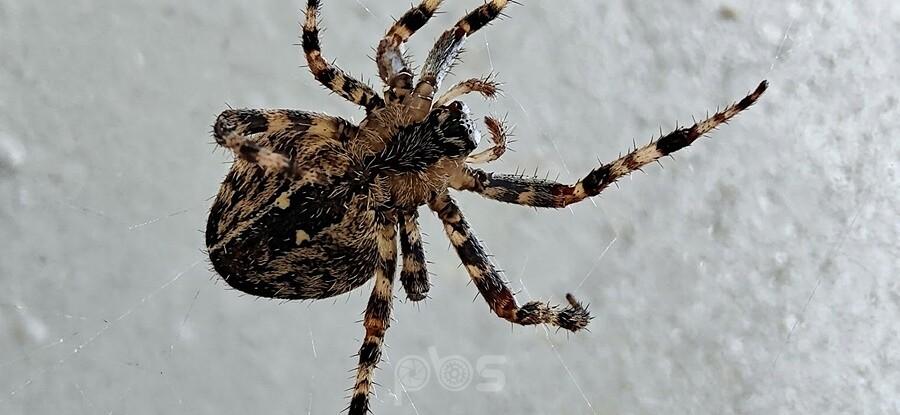 Krzyżak ogrodowy w Lipniku (Araneus diadematus)