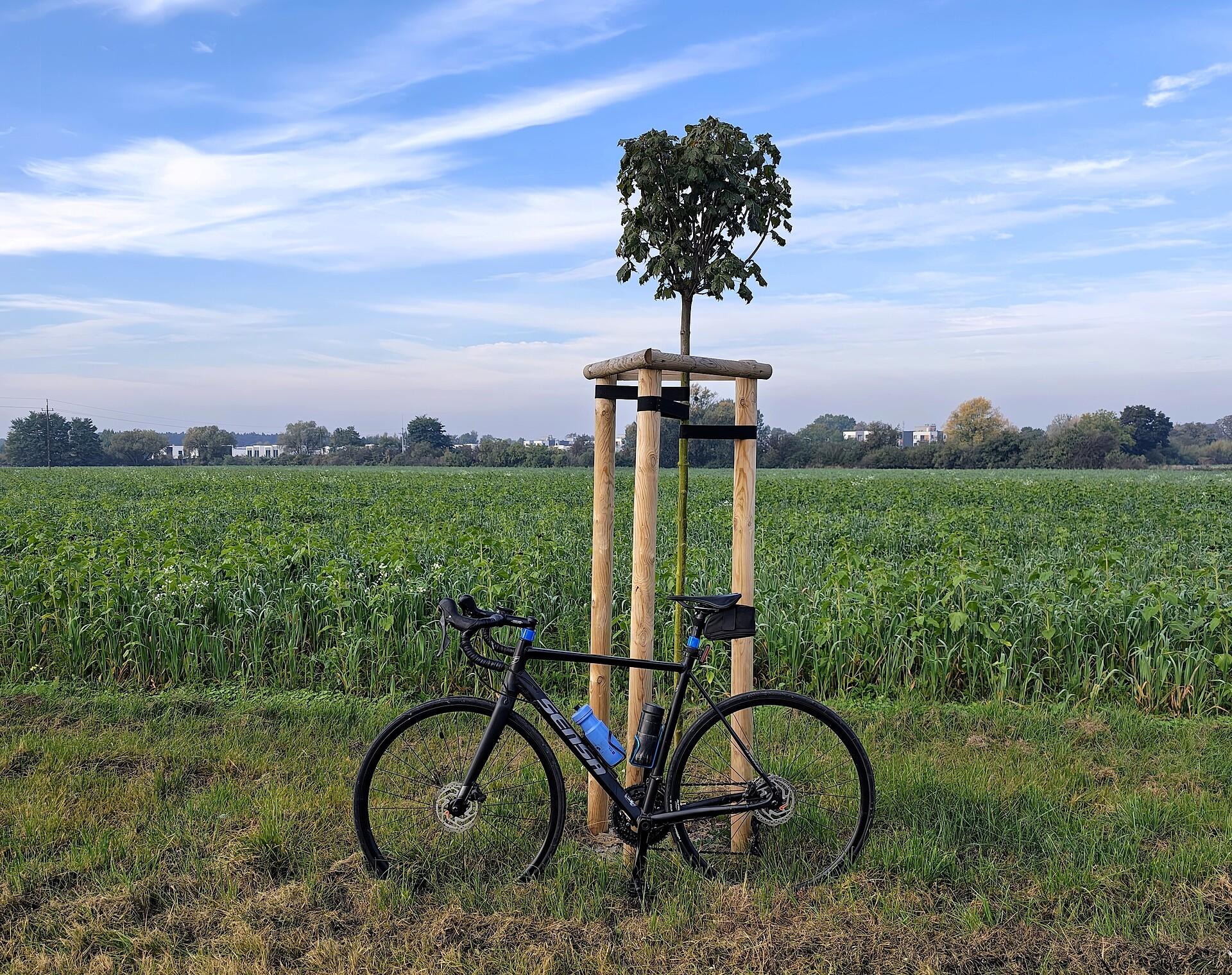 Rowerówka polna
