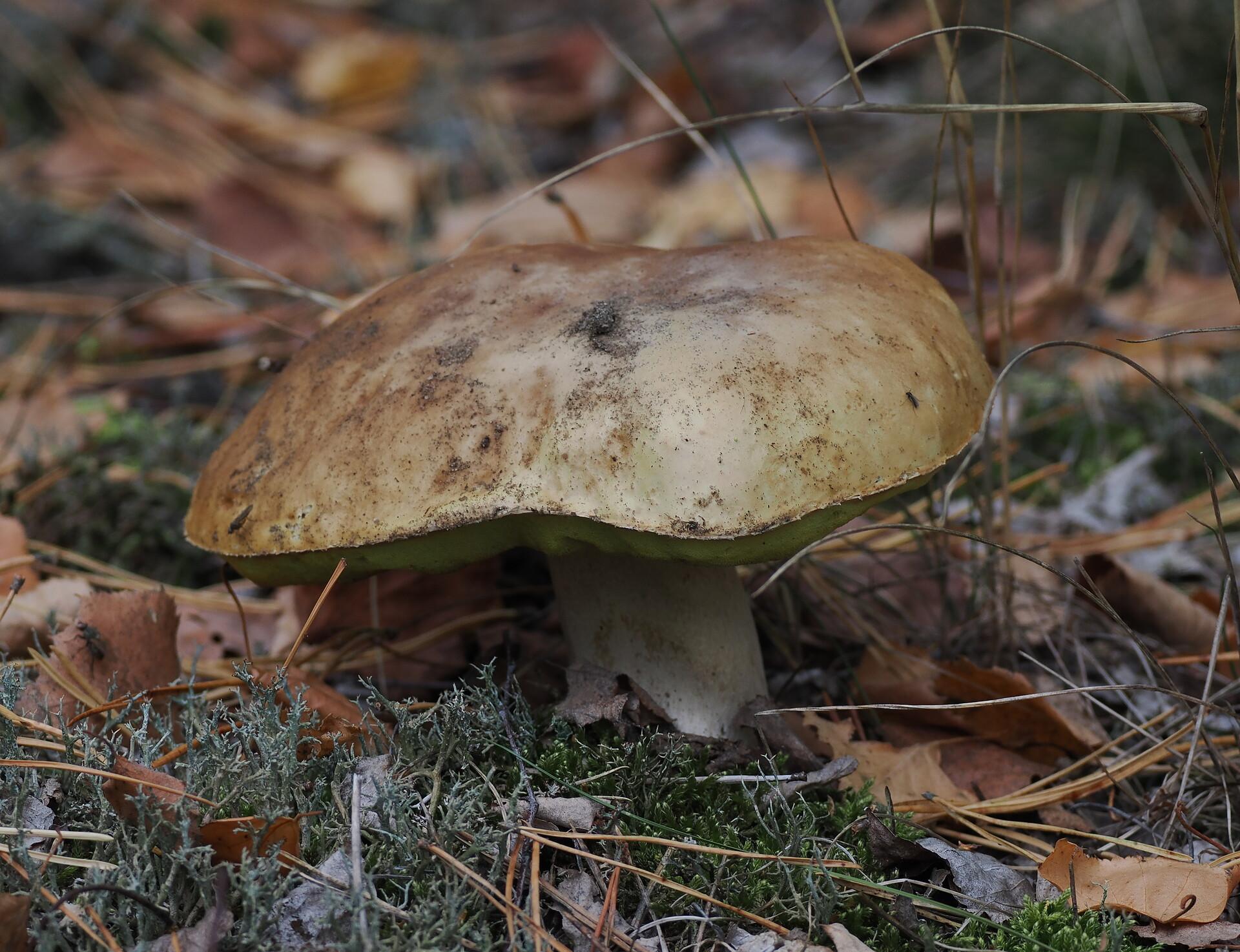 Zdrowy, duży prawdziwek