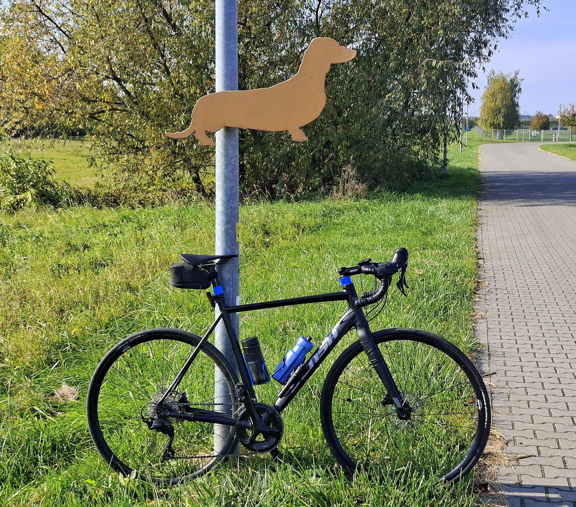 Rowerówka jamnikowa