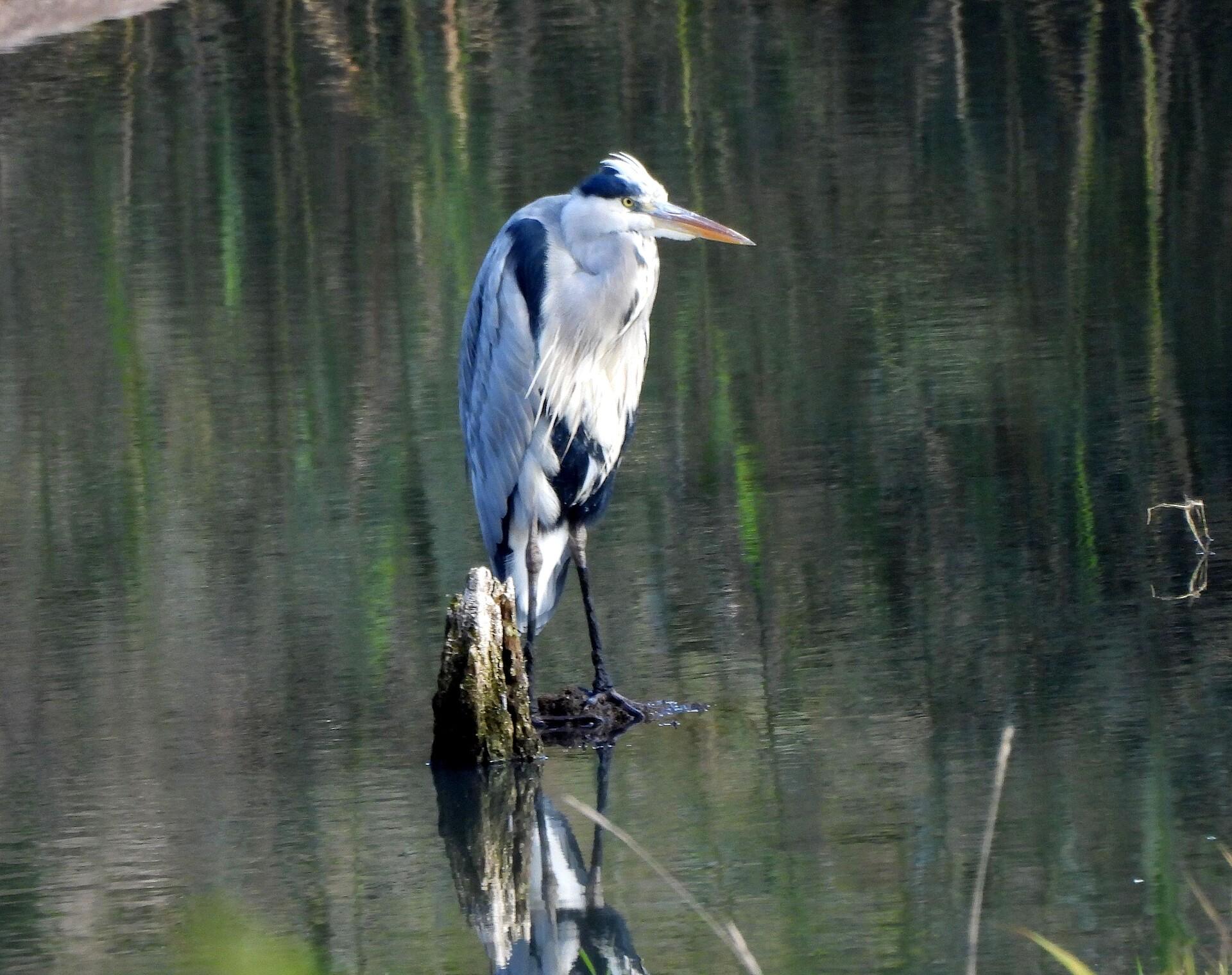 Czapla spod Wartostrady