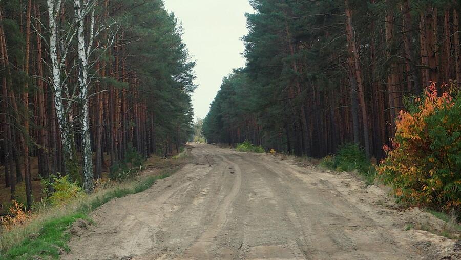 Szutrowa droga w lesie