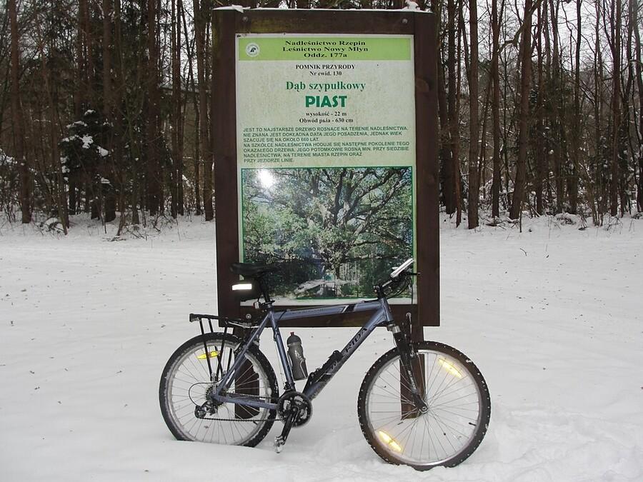 Dąb Piast, tablica informacyjna
