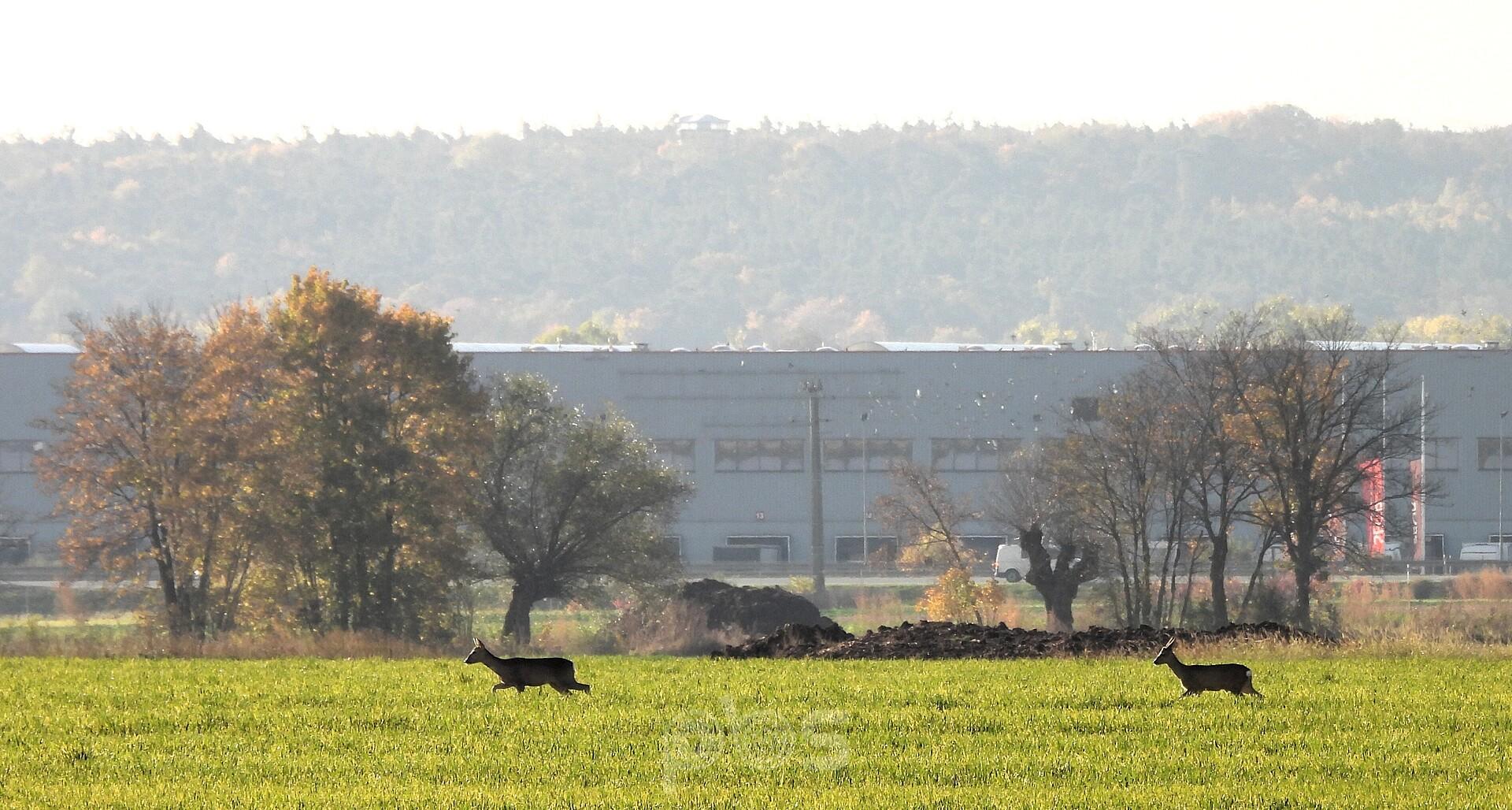 Natura i cywilizacja