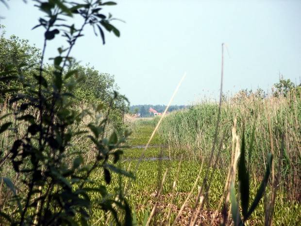 świdwie, zalesie