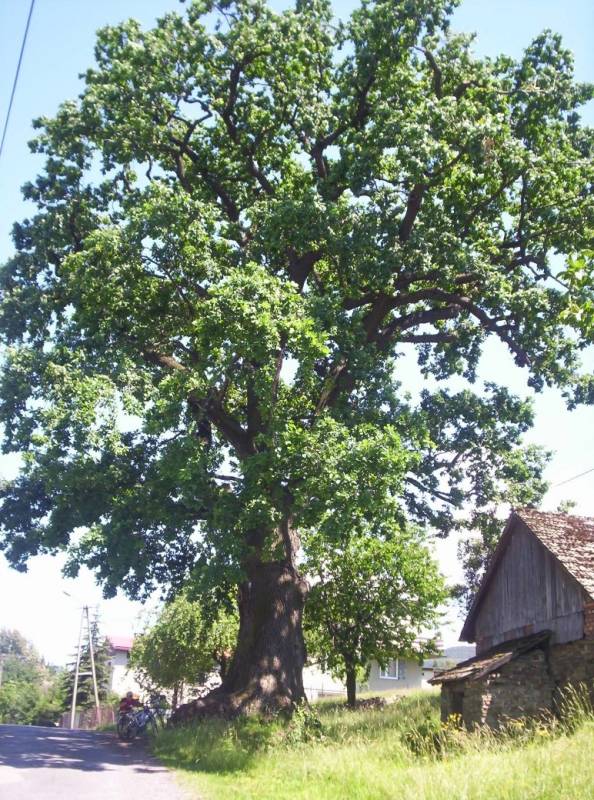 dąb