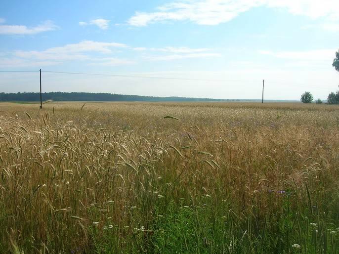 widok