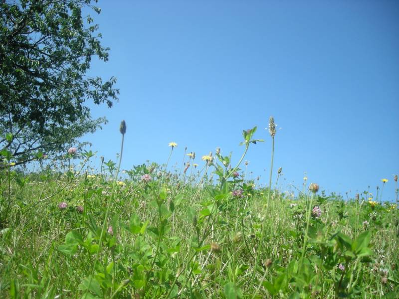 melsztyn, polana
