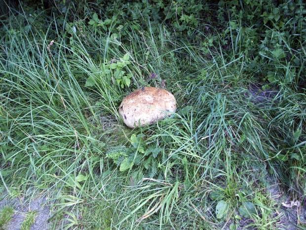 przyroda, grzyb, natura, purchawka