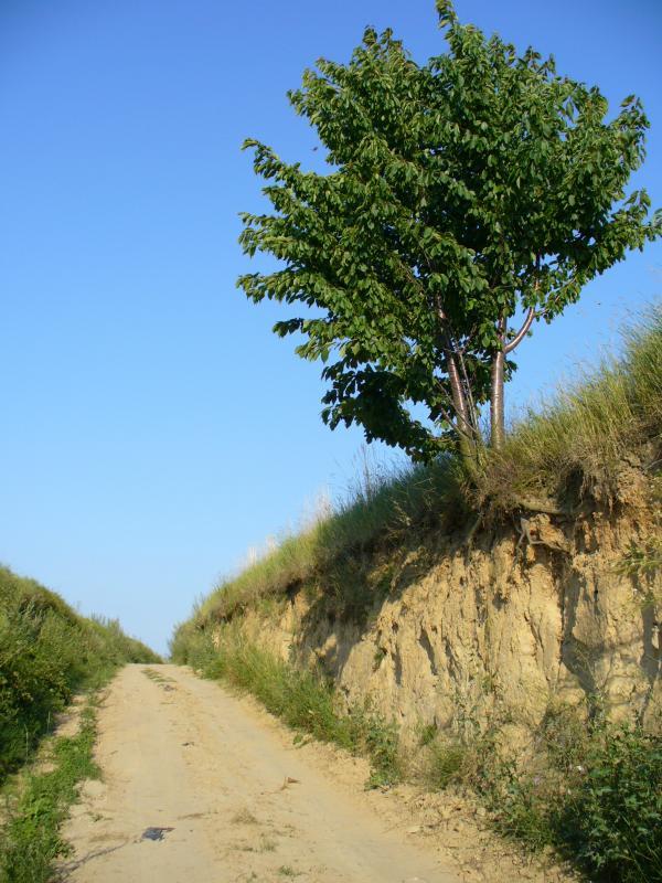 wąwóz
