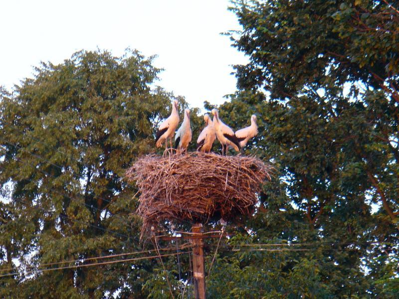 bociany, młode