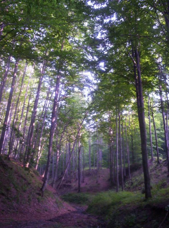 wąwóz, bielsko, jaworze