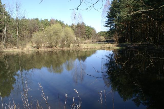 LAski - staw