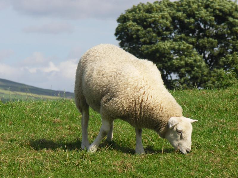sheep