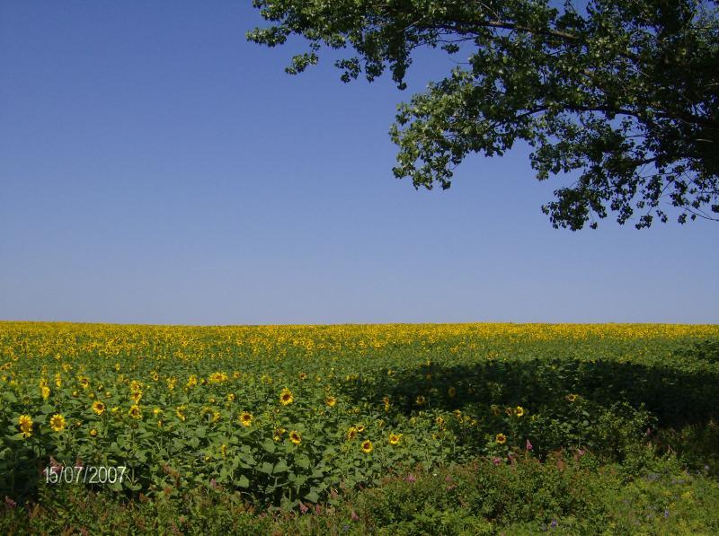 2, słoneczniki
