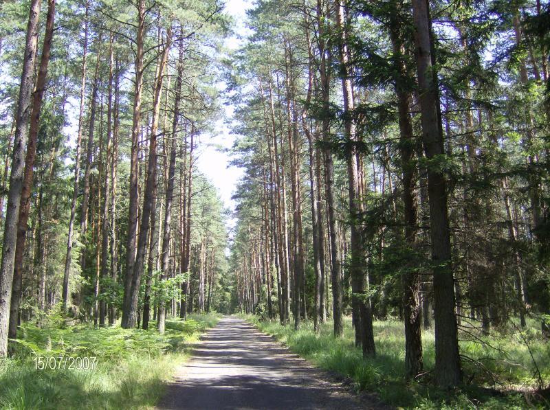 lasek, woźniki