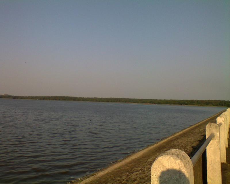 tama, świerkol