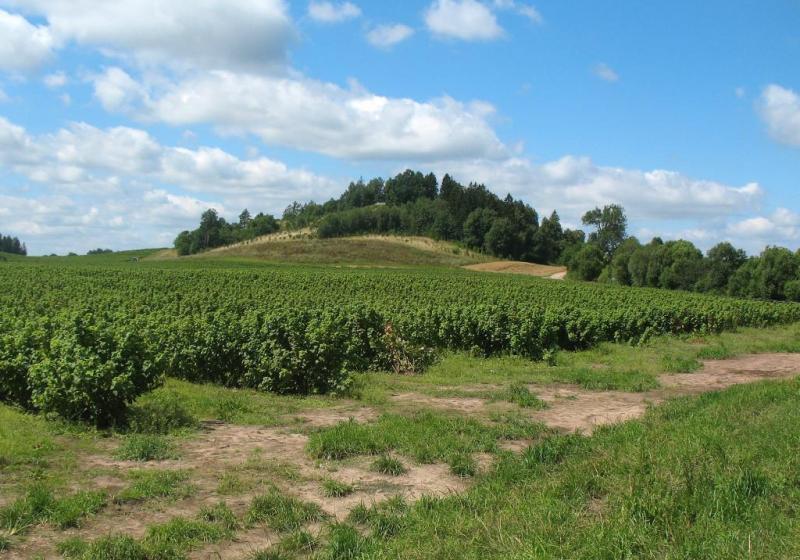 teren, pagórek
