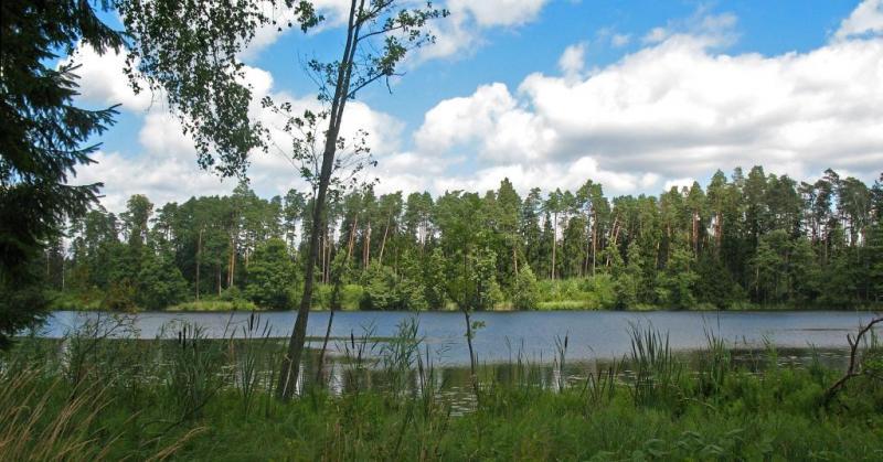 las, jezioro