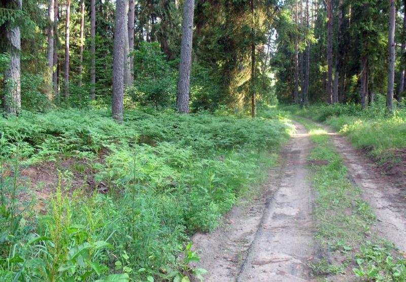 las, ścieżka, szlak, czarny