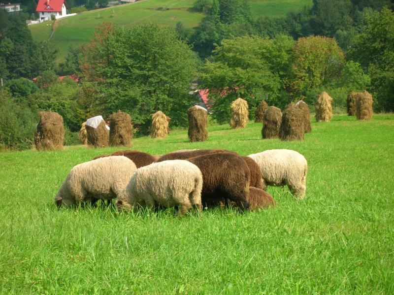 beskidy, owce