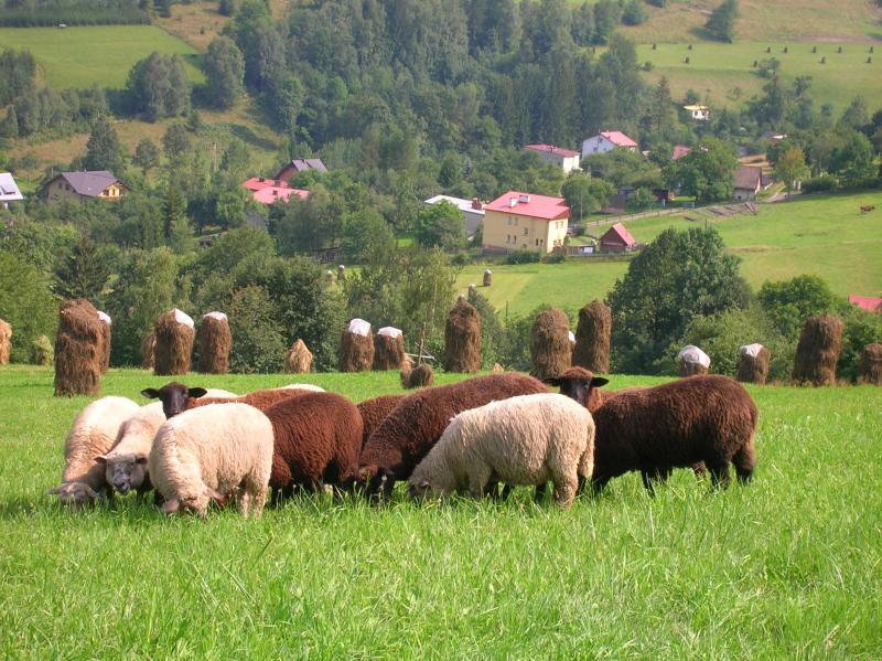 beskidy, owce