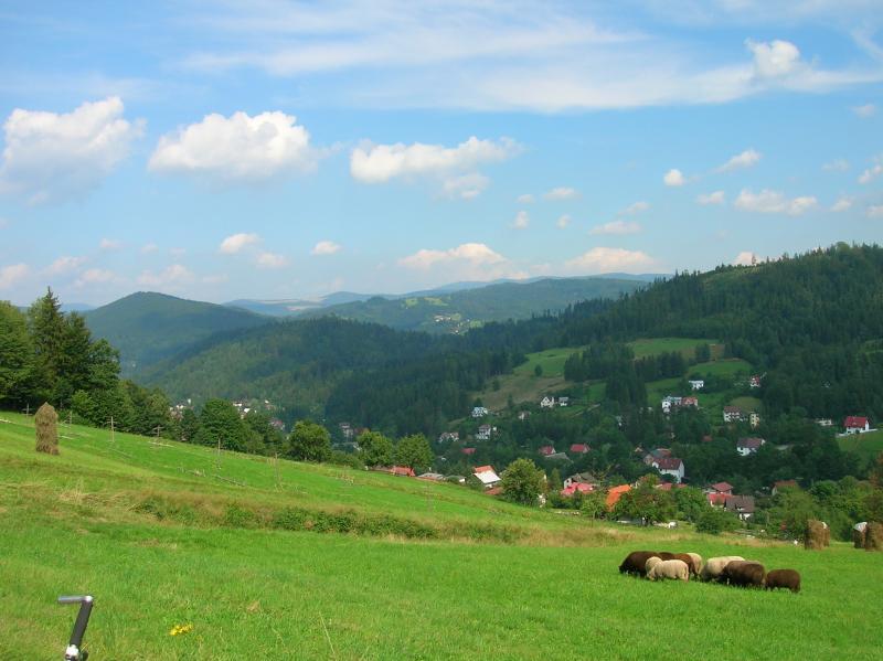 beskidy, owce