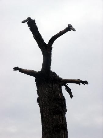 drzewo, niemcy, krackow, sztuka