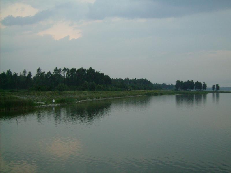 11, swierkol