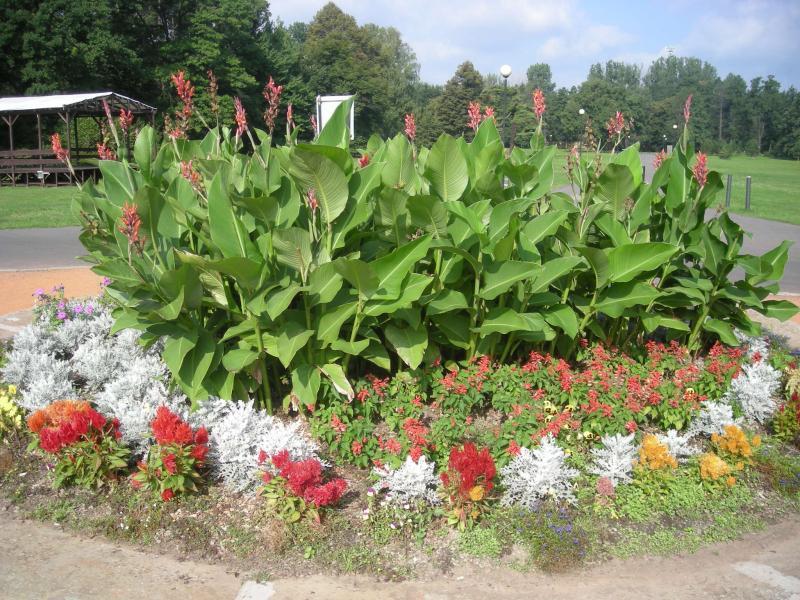 park, świerklaniec, kwiat