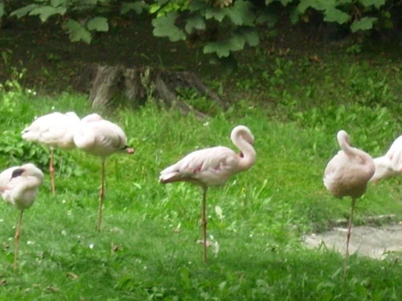 niedziela, park, 1, chorzow, flamingi