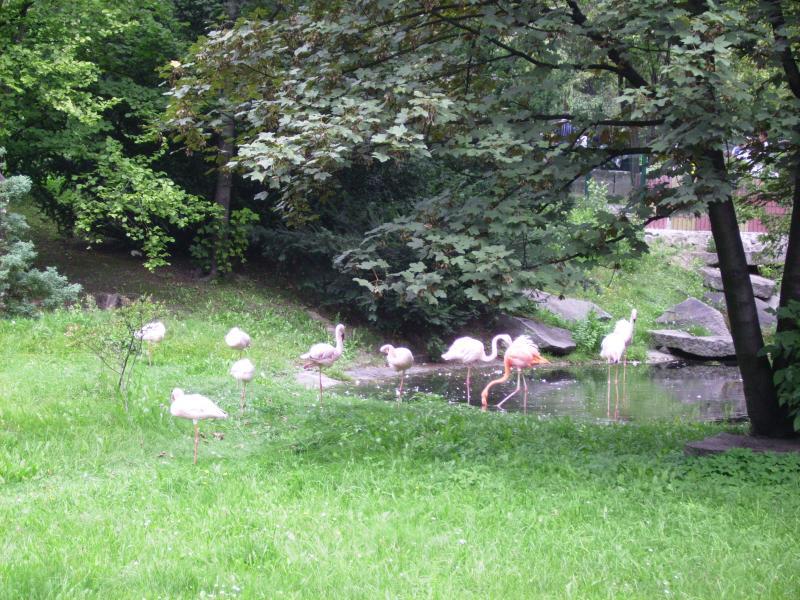 niedziela, park, 2, chorzow, flamingi