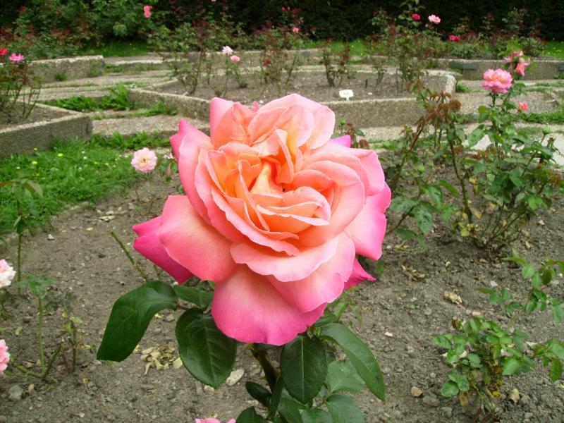 niedziela, park, chorzow, roza