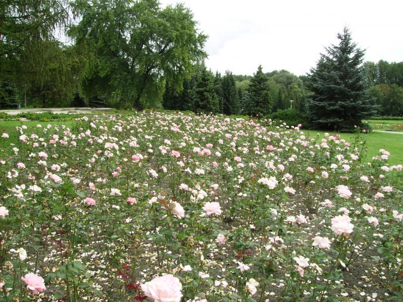 niedziela, park, biale, chorzow, roze