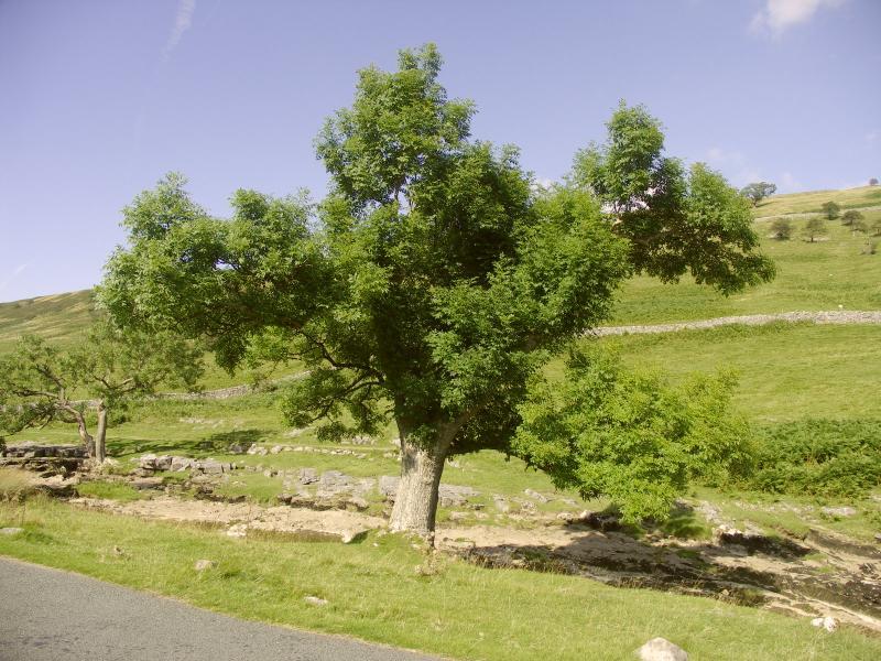yorkshire dales