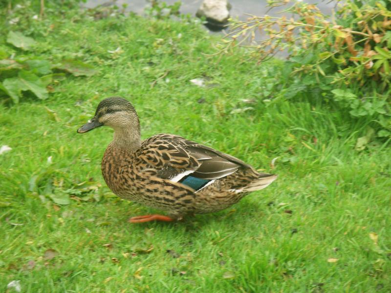 yorkshire dales