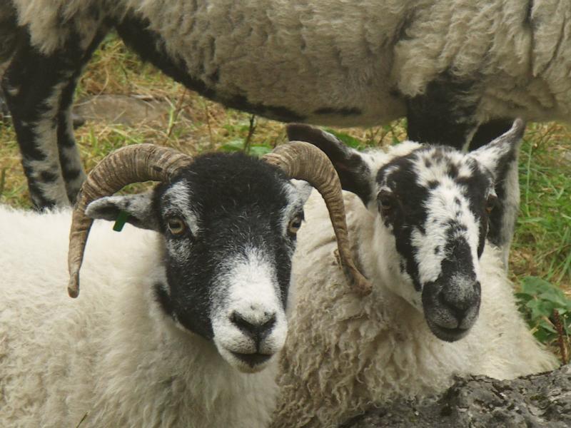 yorkshire dales