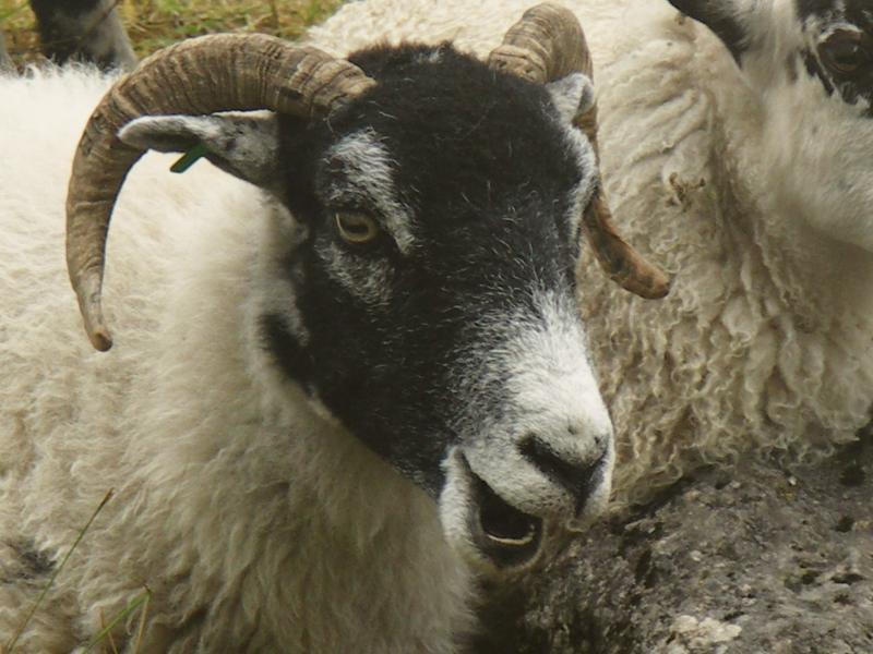 yorkshire dales
