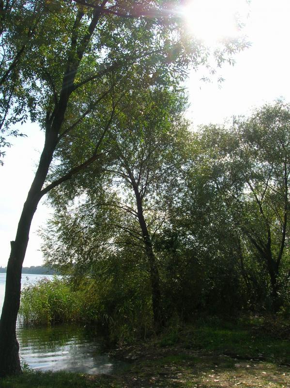 pogoria