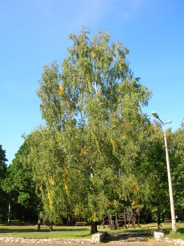 zielona