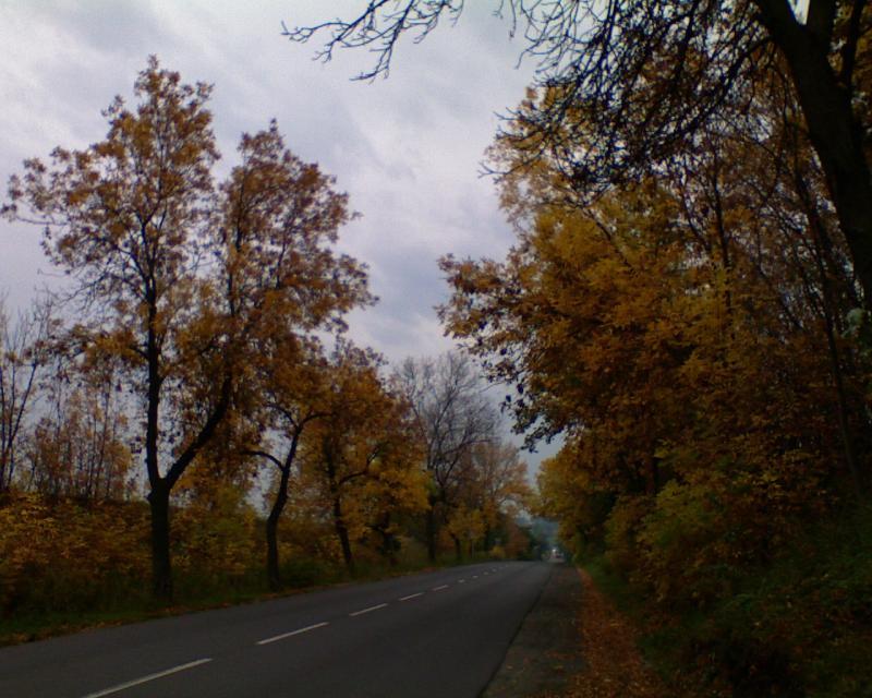 jesiennie, kierunek, dabrowka