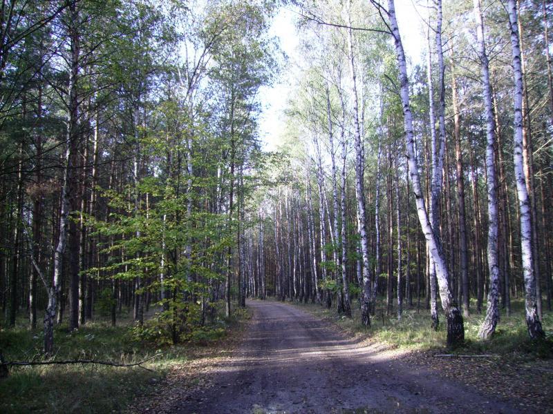 lasek, 2, sobota, wozniki
