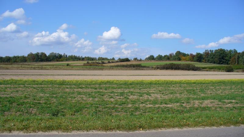 przed, wąwolnicą