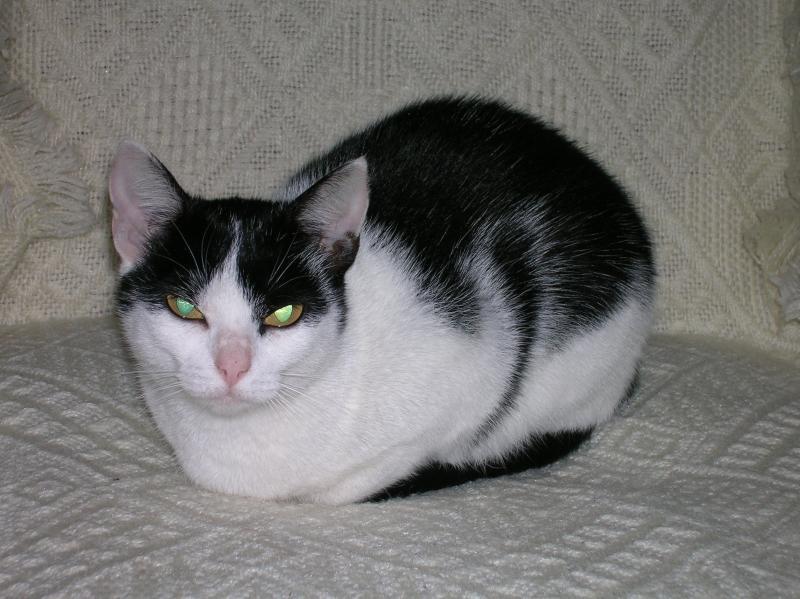 kot