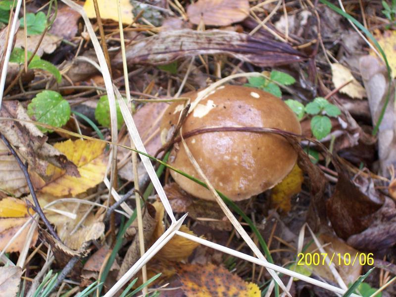 grzybobranie