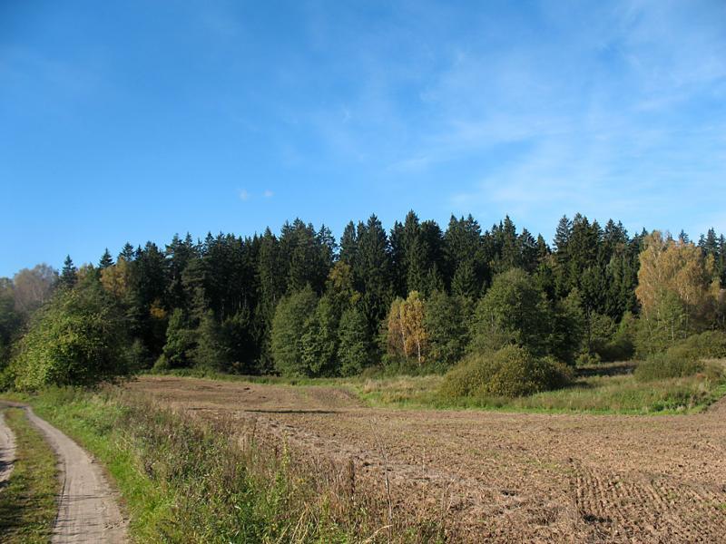 las, droga, mazury