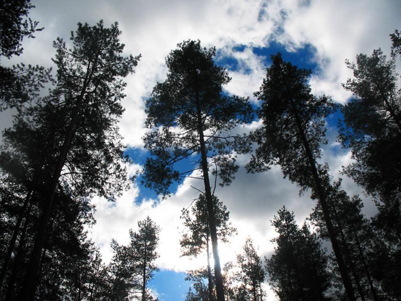 las, mazury
