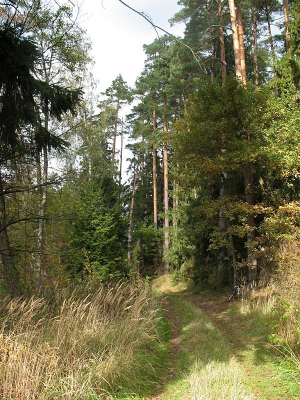 las, mazury, scieżka
