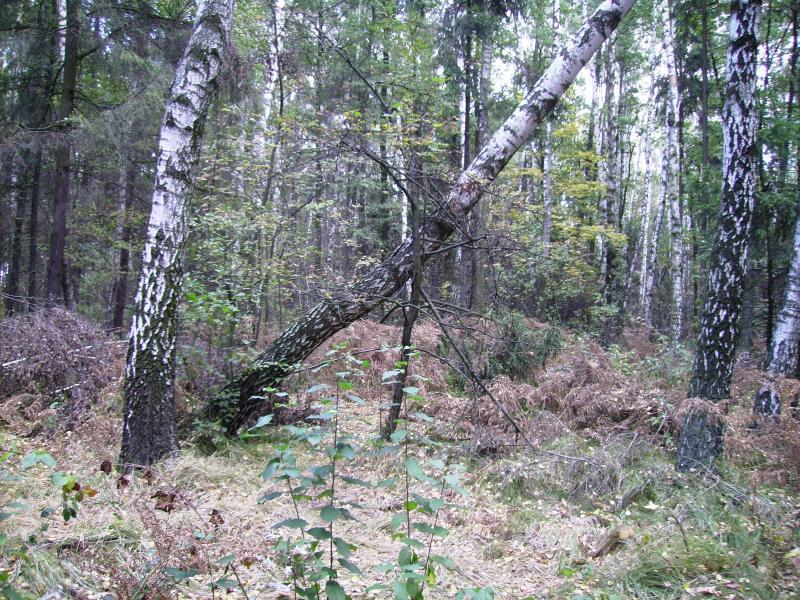 drzewo, krzywe